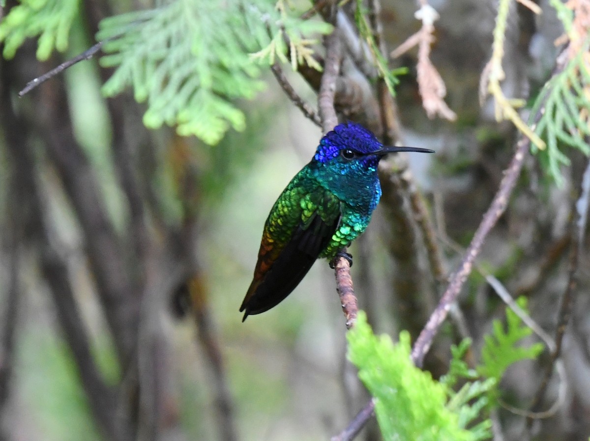 コガネオハチドリ - ML644389183