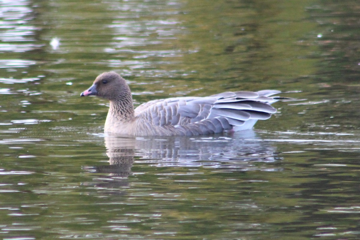 Pink-footed Goose - ML644389184