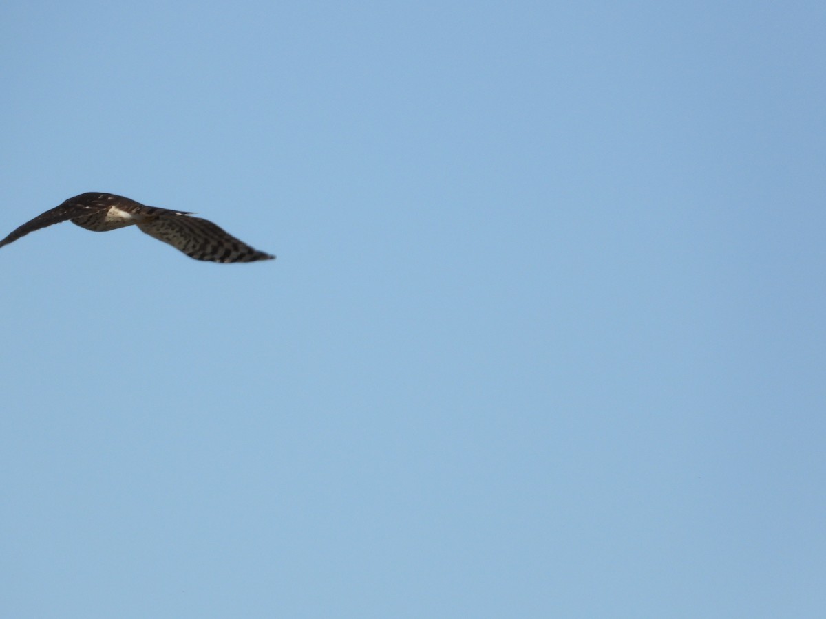 Eckschwanzsperber/Rundschwanzhabicht - ML644389185