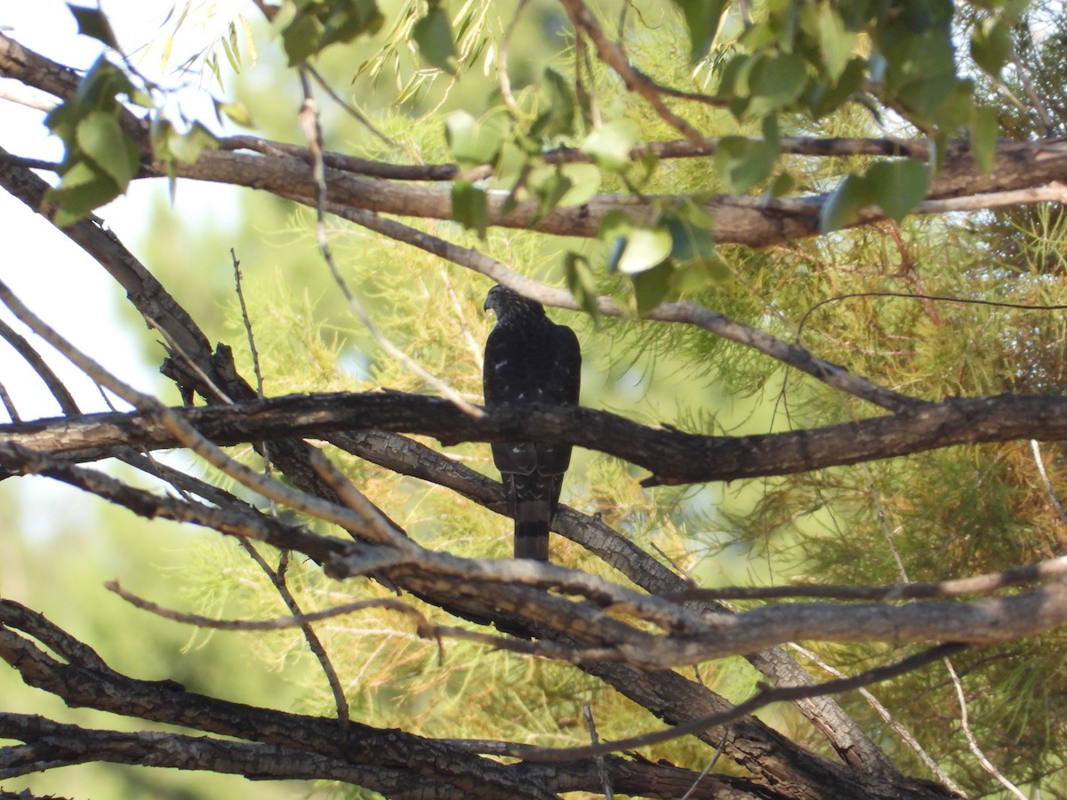 Eckschwanzsperber/Rundschwanzhabicht - ML644389186