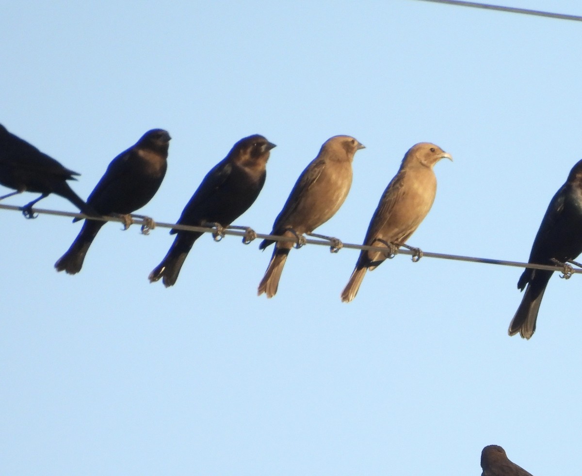 Brown-headed Cowbird - ML644389187