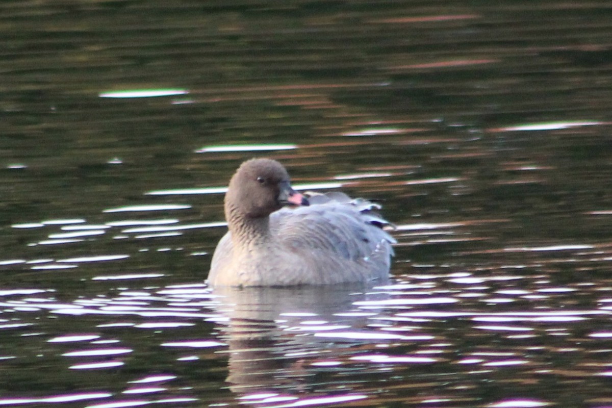 Pink-footed Goose - ML644389204