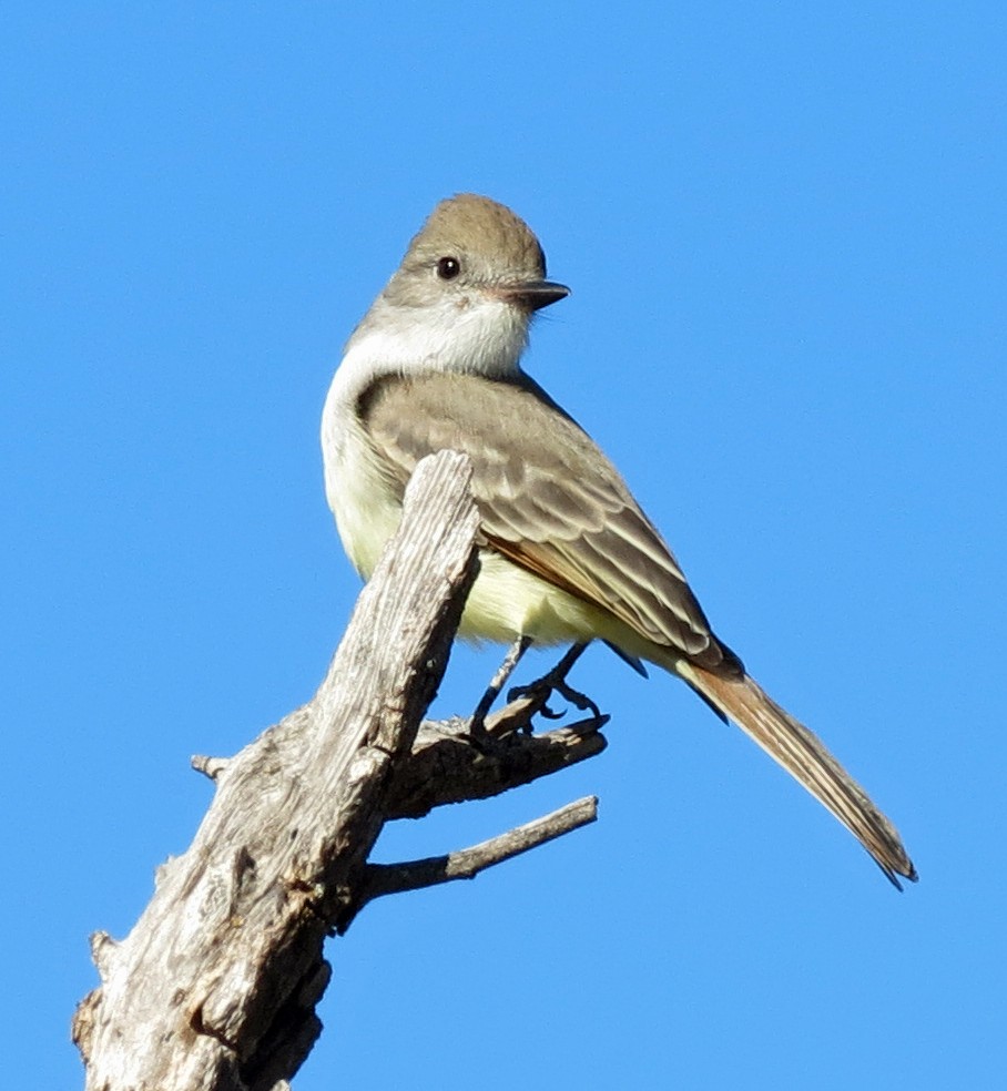 Ash-throated Flycatcher - ML644389208