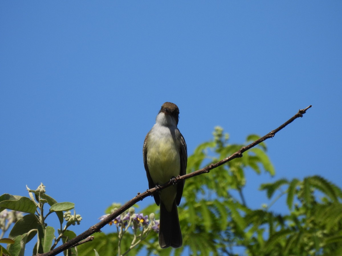 Swainson's Flycatcher - ML644389220