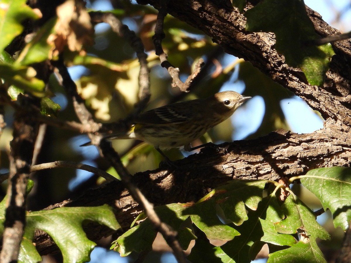 Kronenwaldsänger - ML644389225