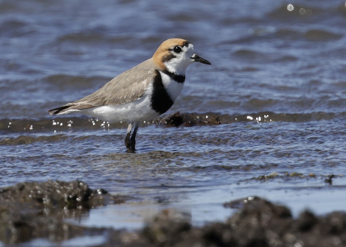 コフタオビチドリ - ML644389230