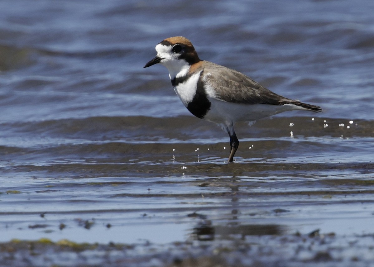 コフタオビチドリ - ML644389231