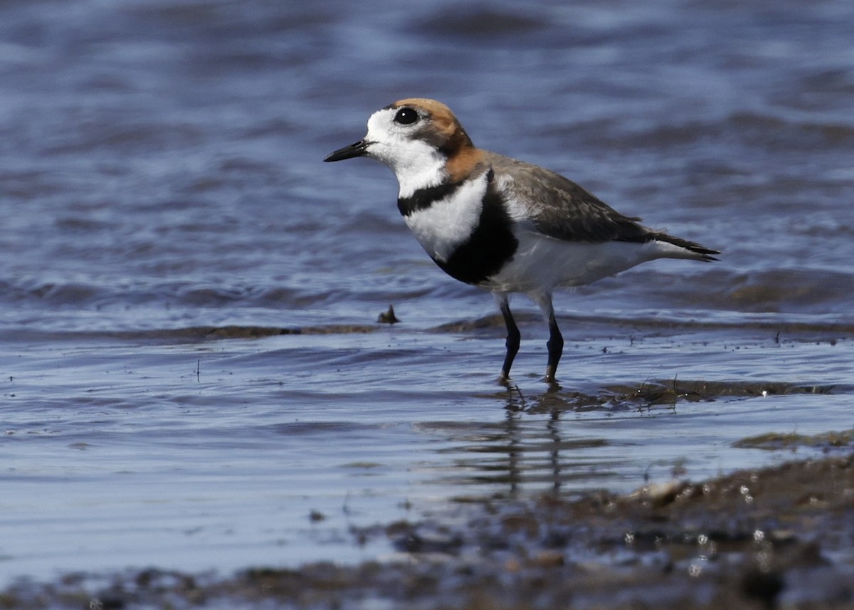 コフタオビチドリ - ML644389232