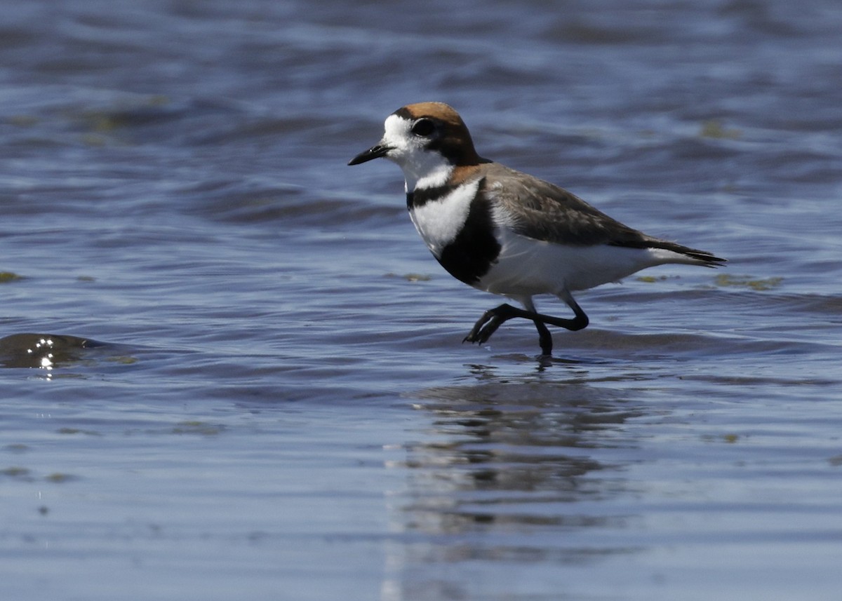 コフタオビチドリ - ML644389233