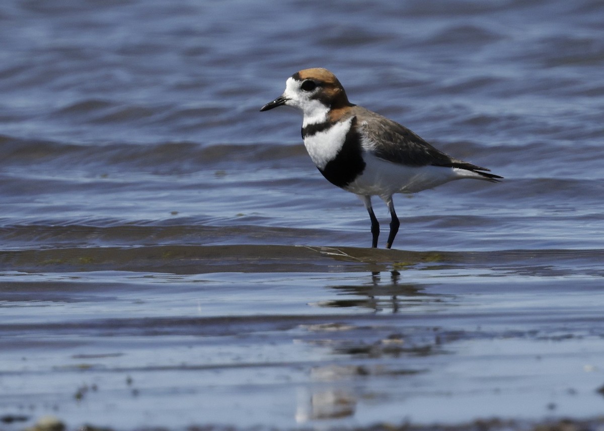 コフタオビチドリ - ML644389234