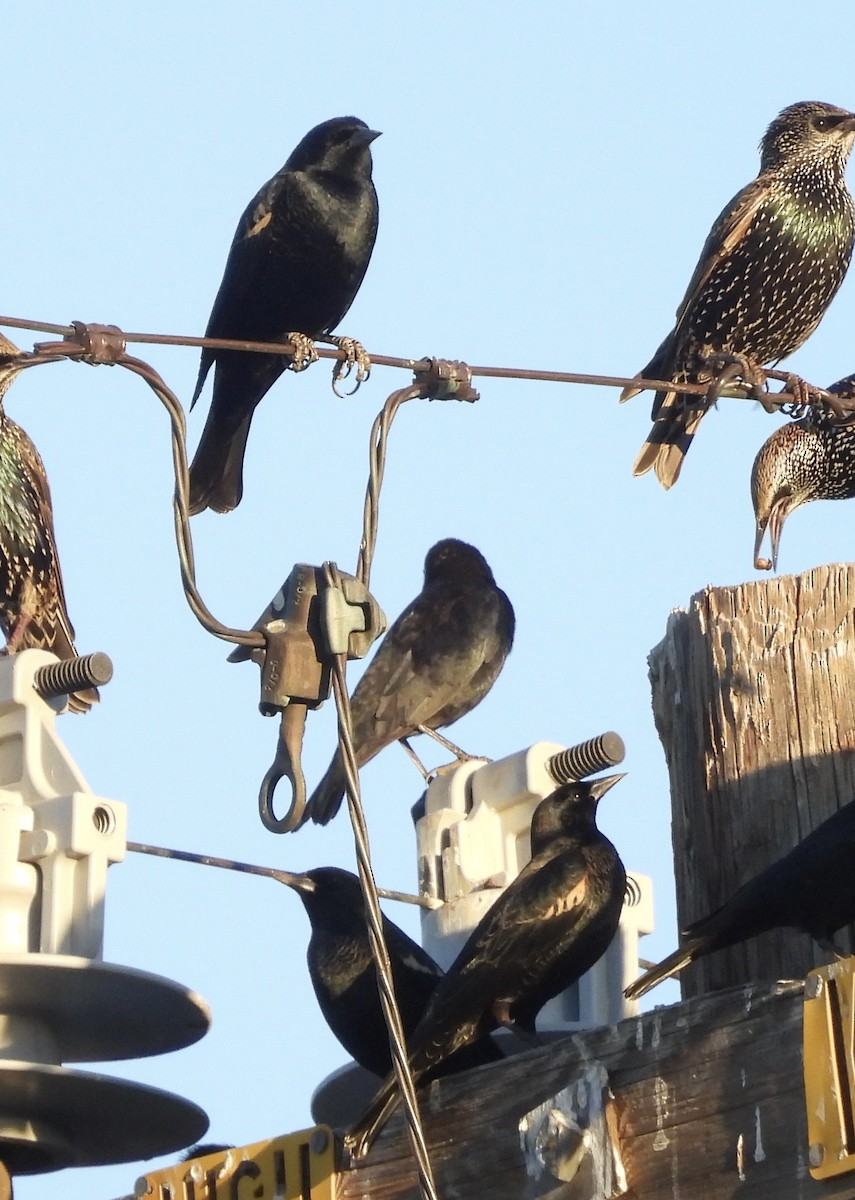 Tricolored Blackbird - ML644389237