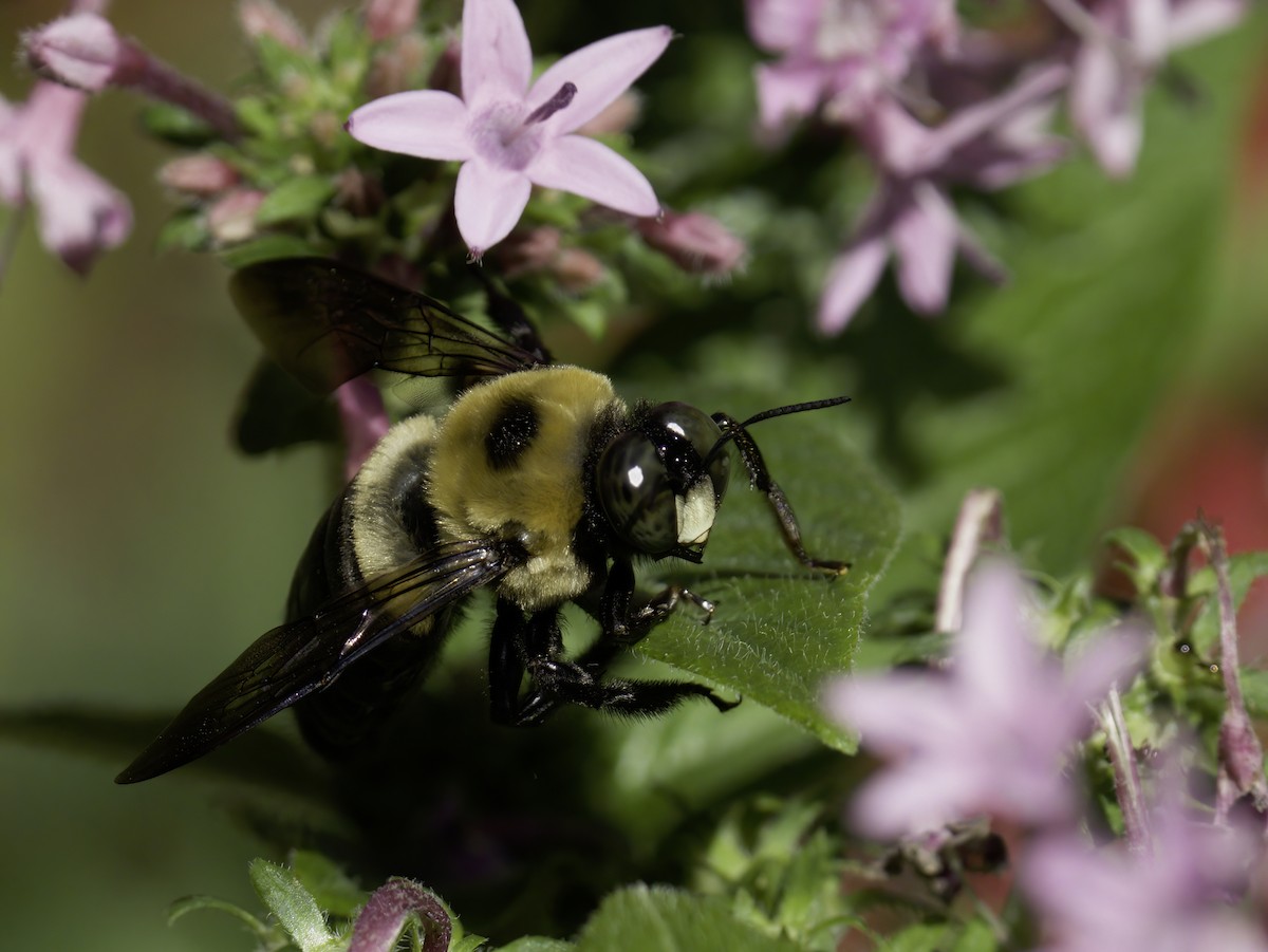 Eastern Carpenter Bee - ML644389243