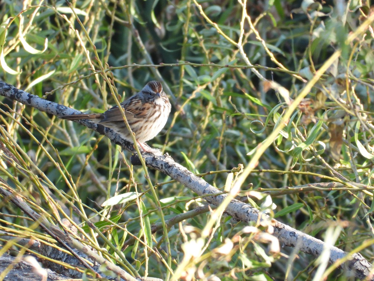 Singammer - ML644389244