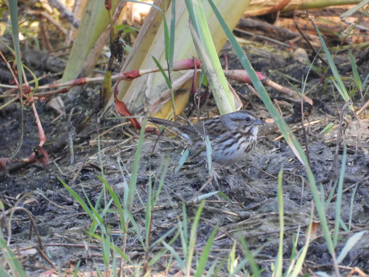 Singammer - ML644389245