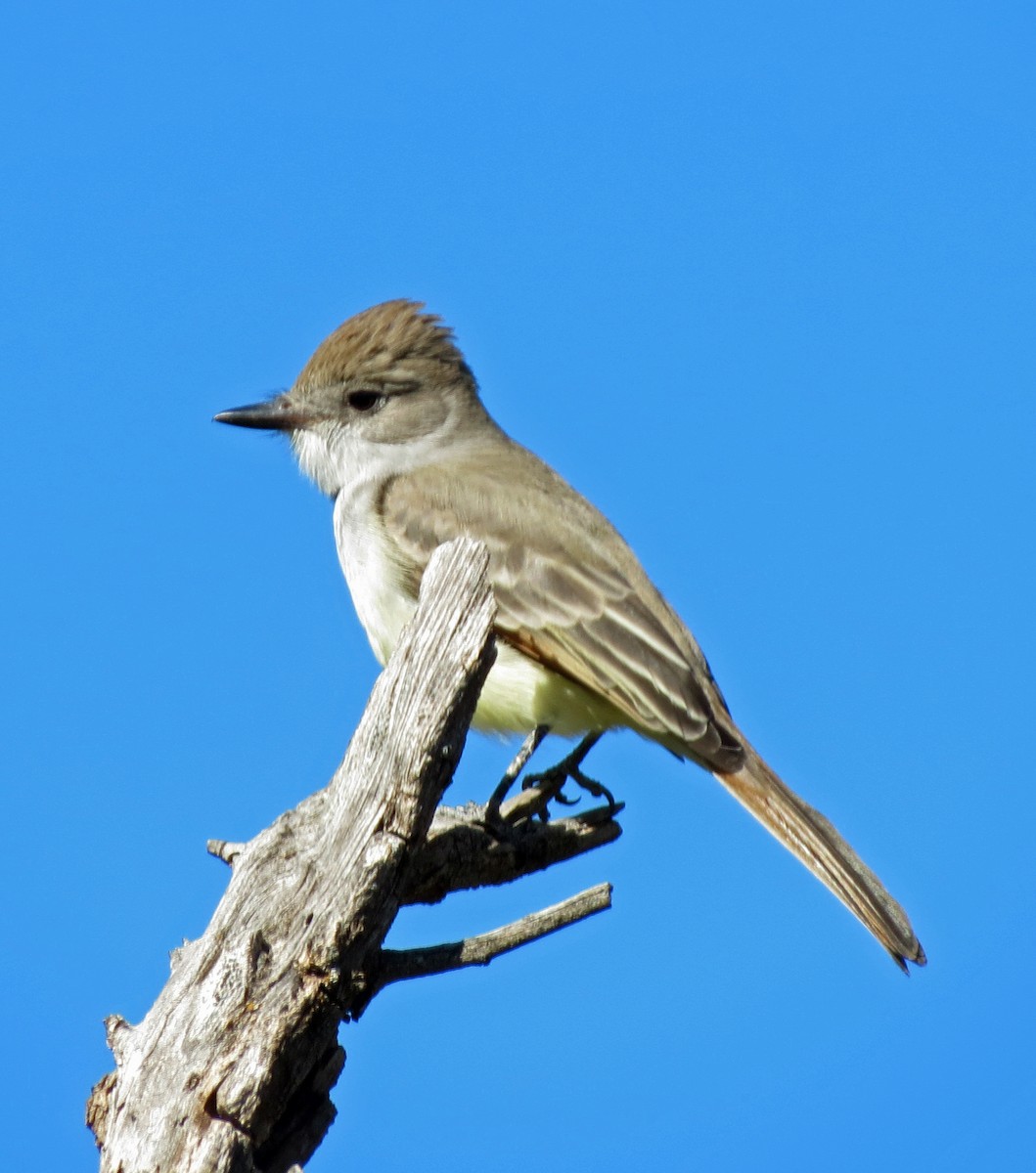 Ash-throated Flycatcher - ML644389250