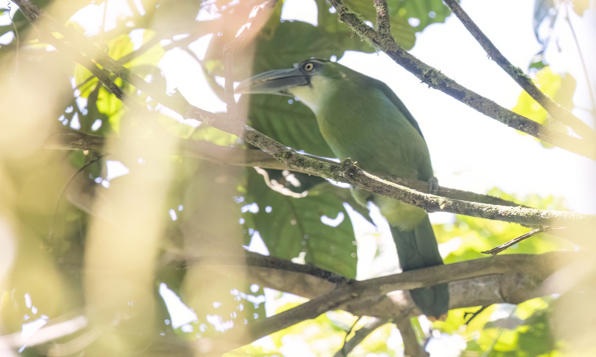 Blue-banded Toucanet - ML644389261