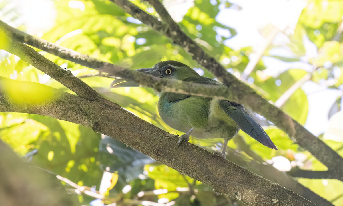 Blue-banded Toucanet - ML644389262
