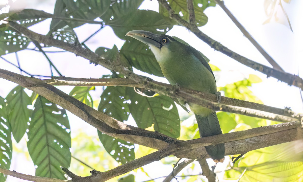 Blue-banded Toucanet - ML644389263