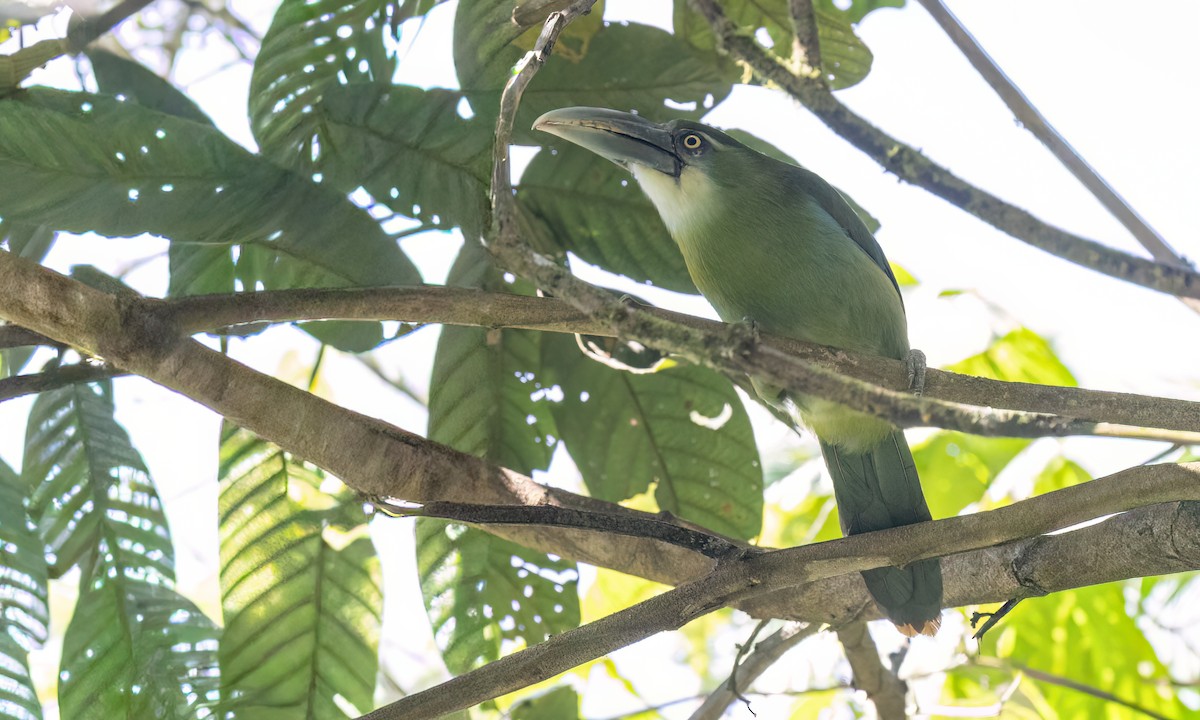Blue-banded Toucanet - ML644389264