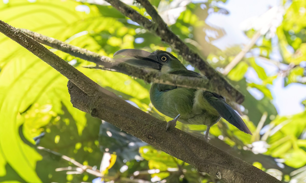 Blue-banded Toucanet - ML644389265