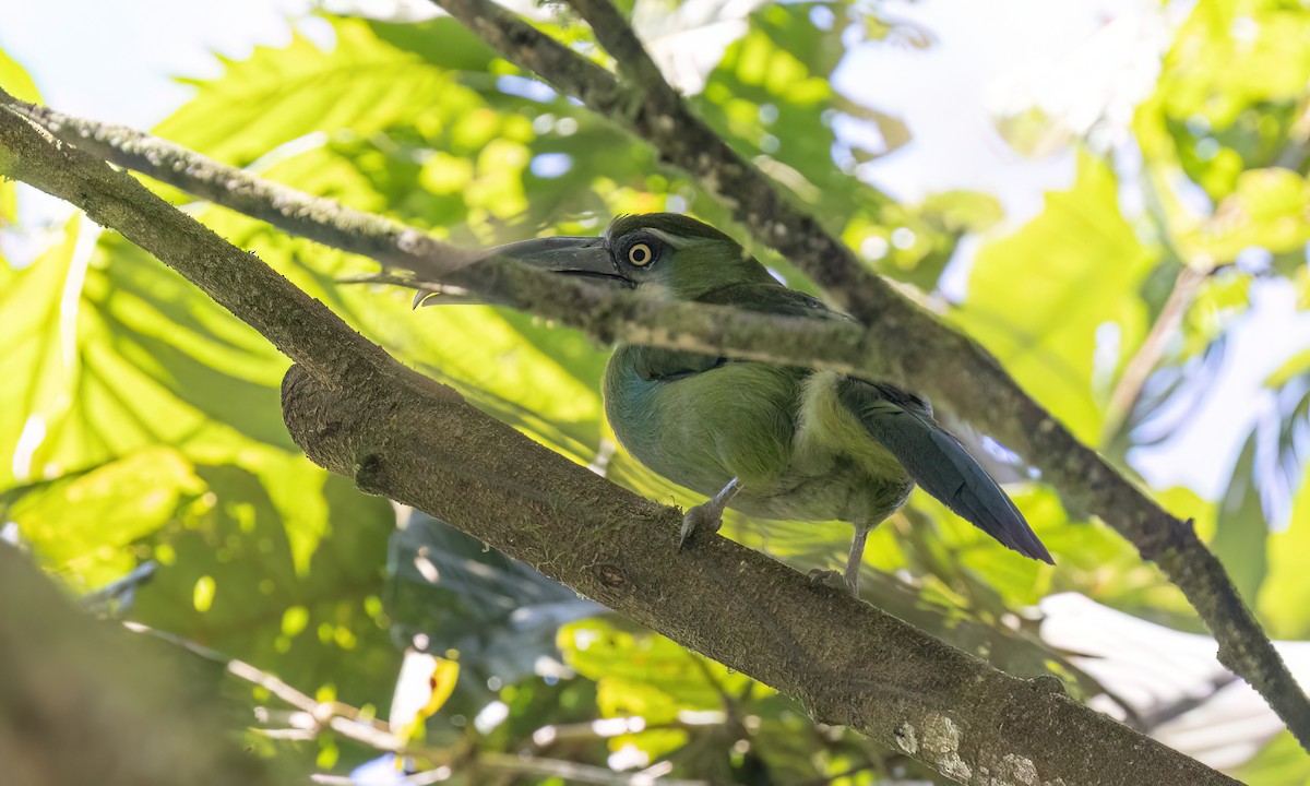 Blue-banded Toucanet - ML644389266