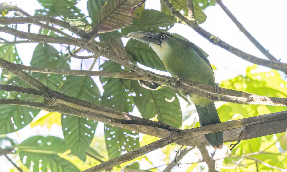 Blue-banded Toucanet - ML644389267