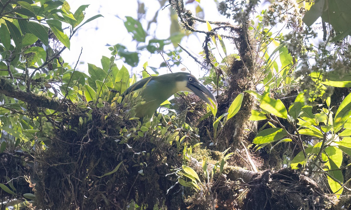 Blue-banded Toucanet - ML644389268