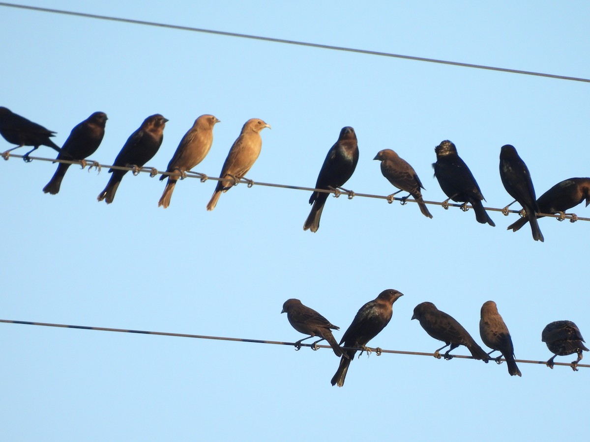 Brown-headed Cowbird - ML644389280