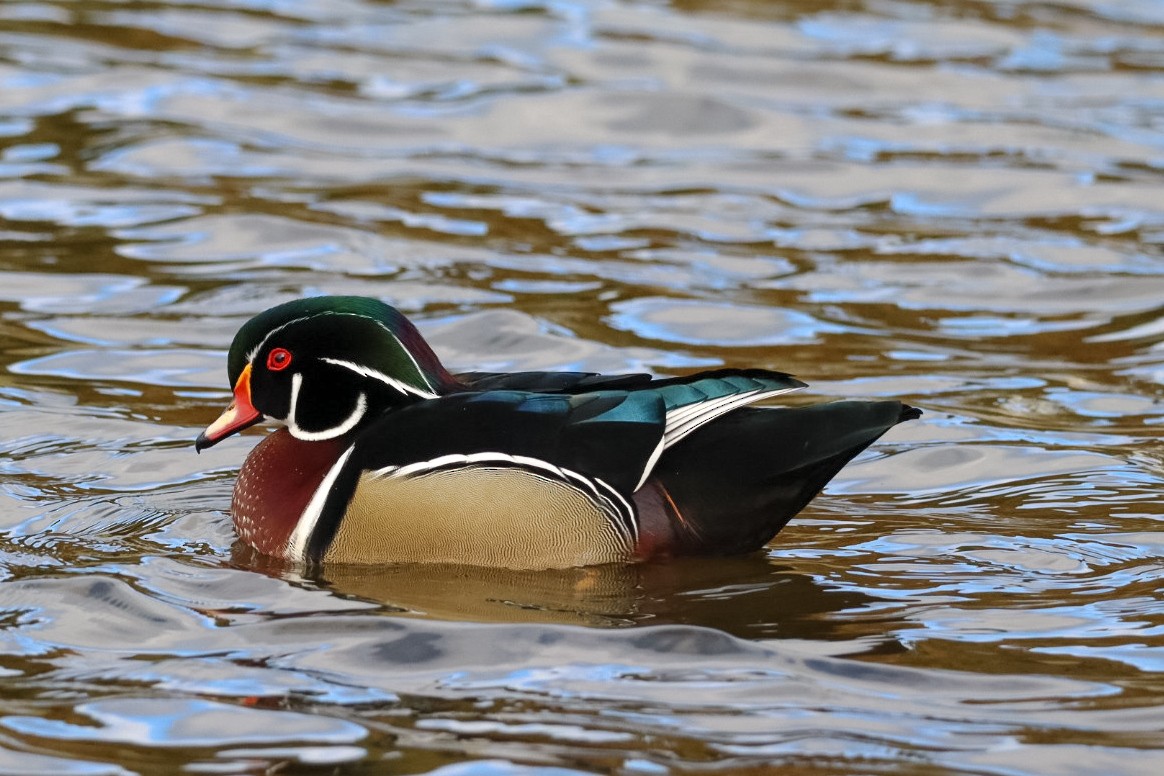 アメリカオシ - ML644389281