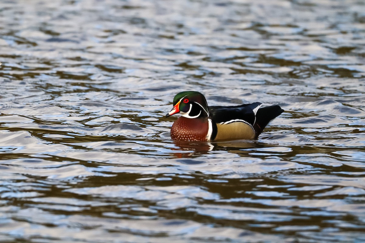 アメリカオシ - ML644389282