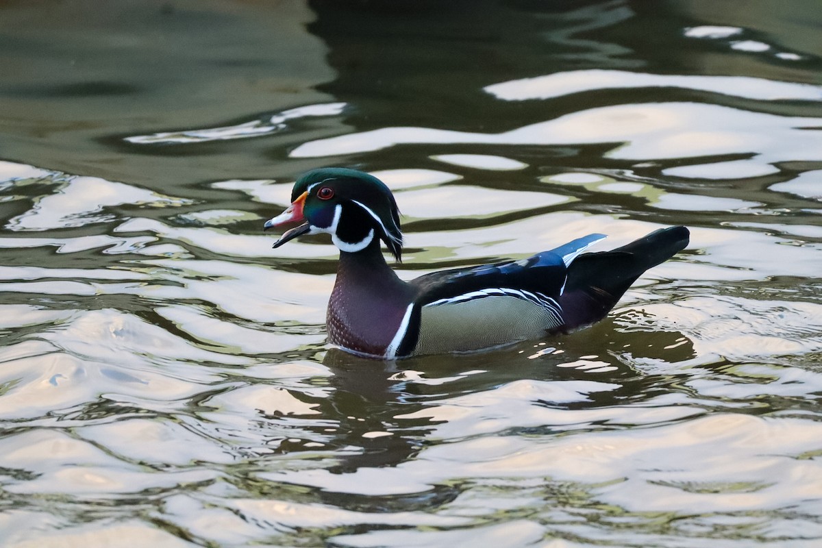 アメリカオシ - ML644389283