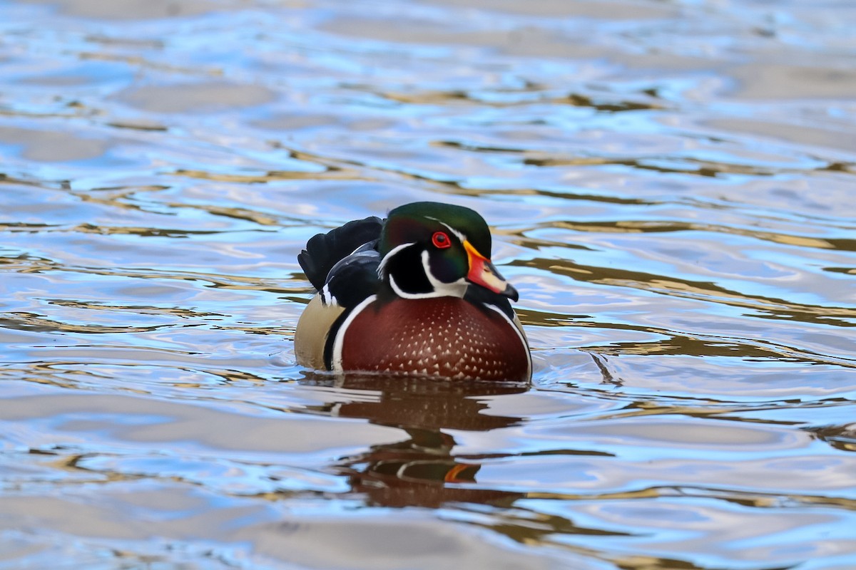 アメリカオシ - ML644389285