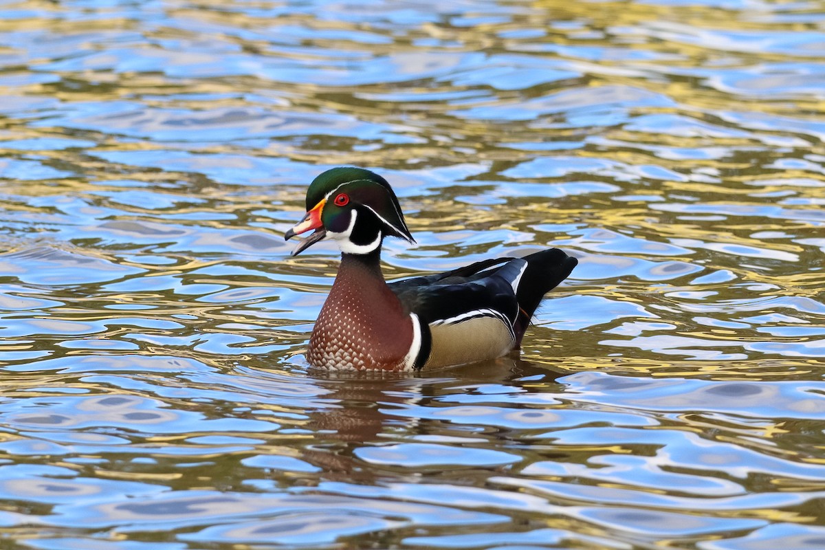 アメリカオシ - ML644389287