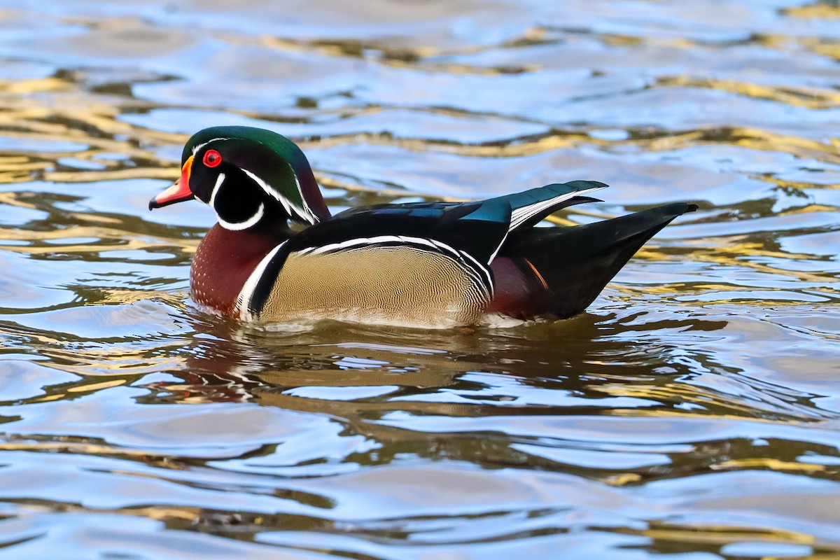 アメリカオシ - ML644389288