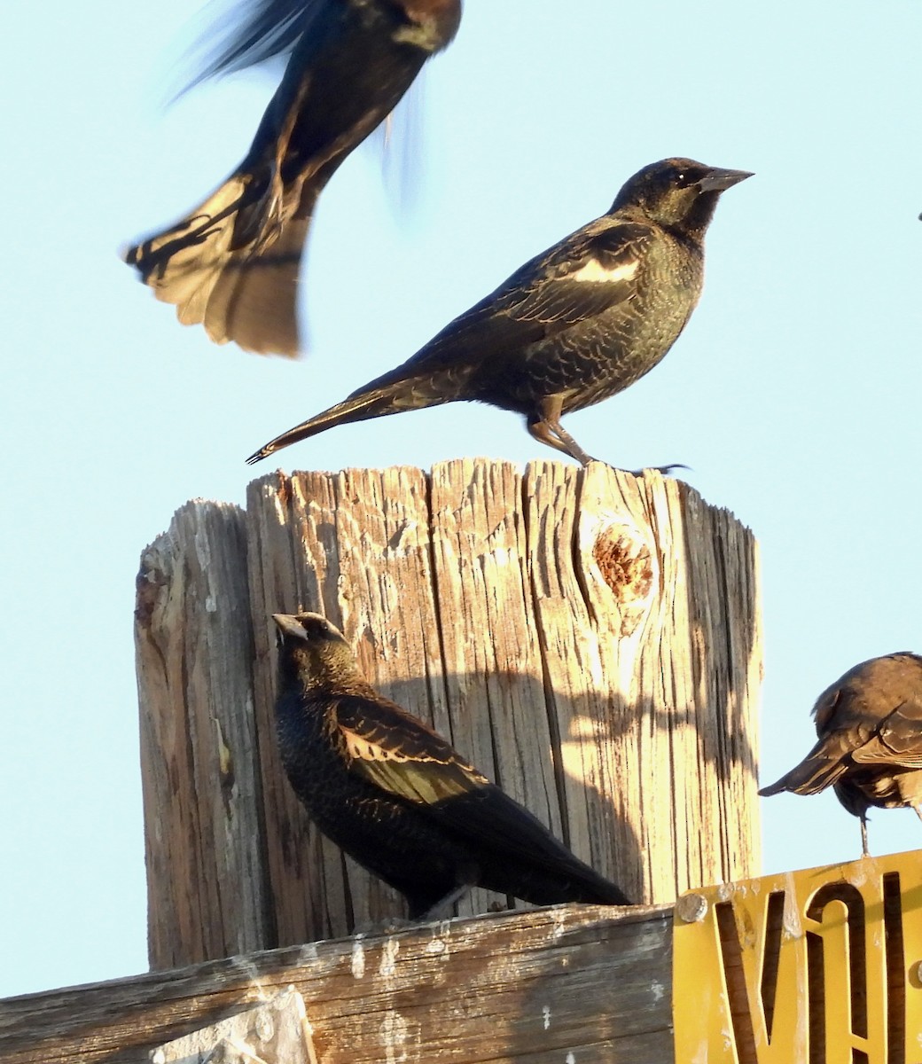 Tricolored Blackbird - ML644389300