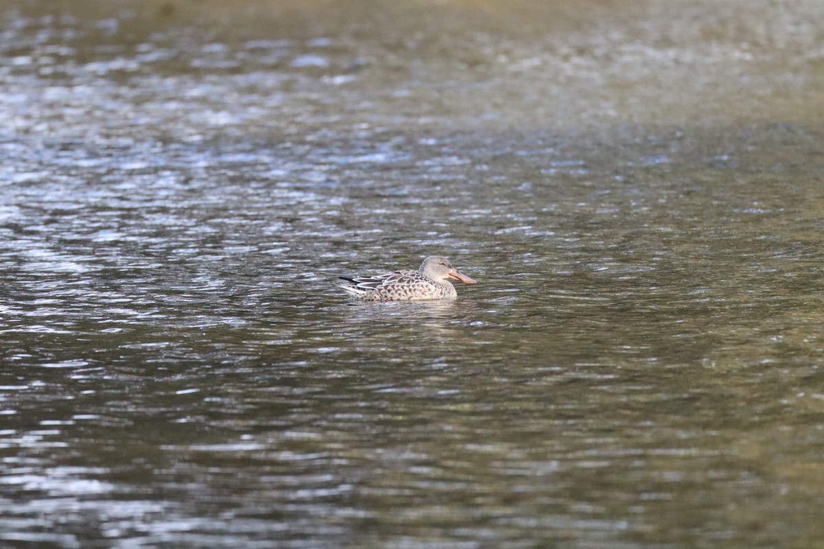 ハシビロガモ - ML644389306