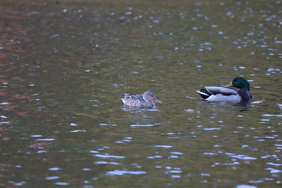 ハシビロガモ - ML644389308