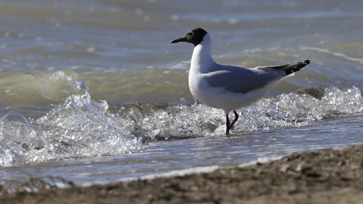 Brown-hooded Gull - ML644389311