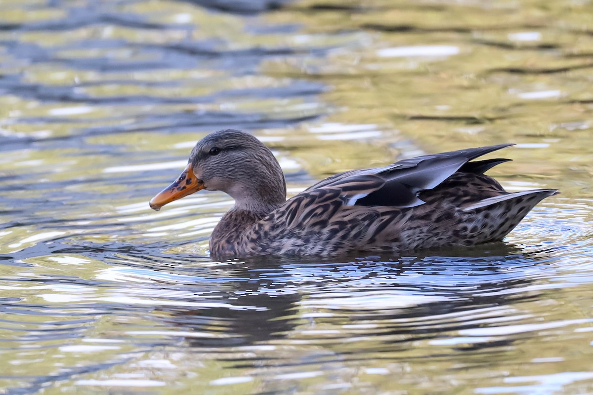 マガモ - ML644389319