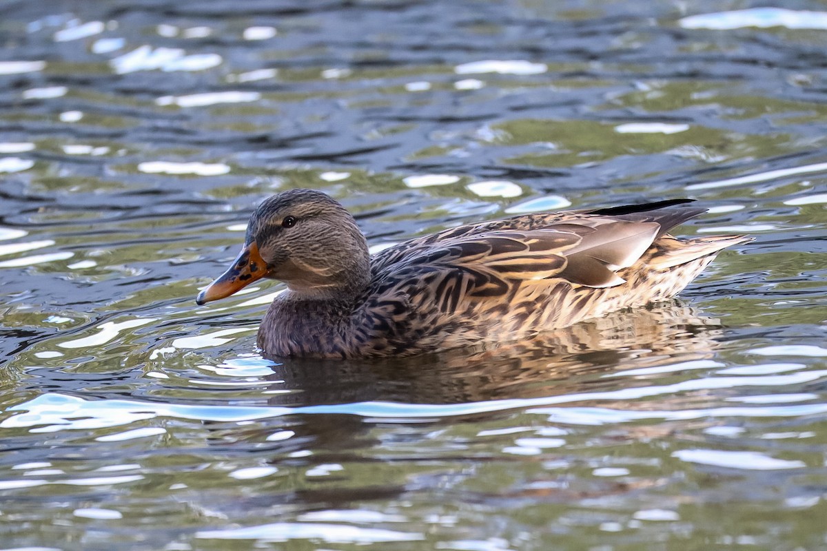 マガモ - ML644389320