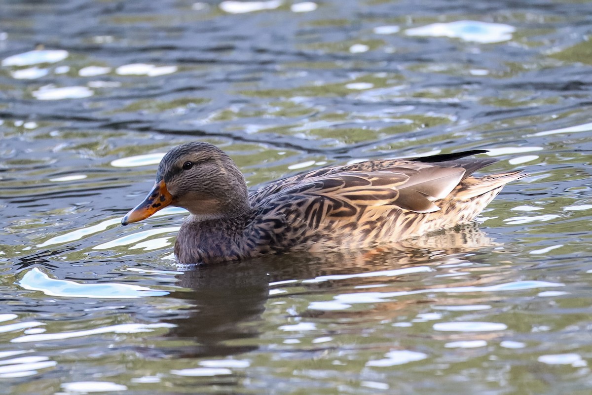 マガモ - ML644389321