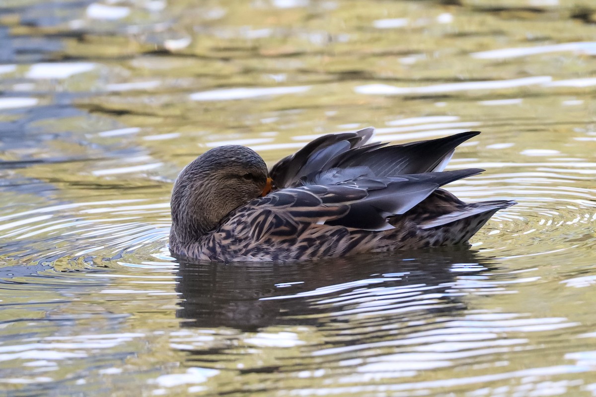 マガモ - ML644389322