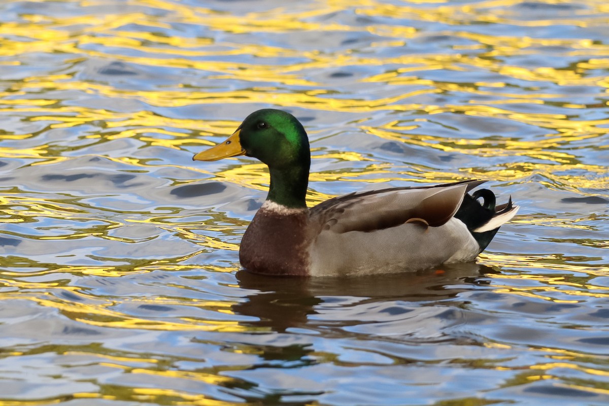 マガモ - ML644389323