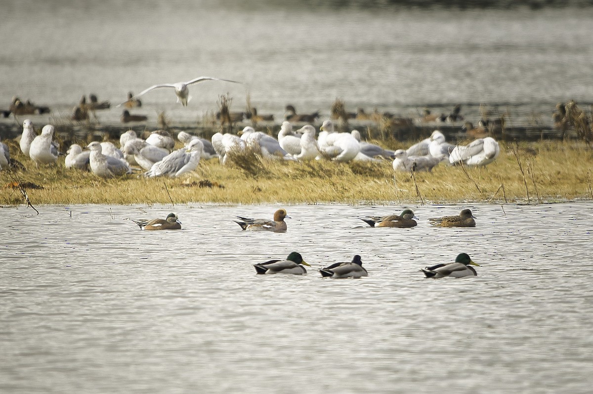 赤頸鴨 - ML644389327