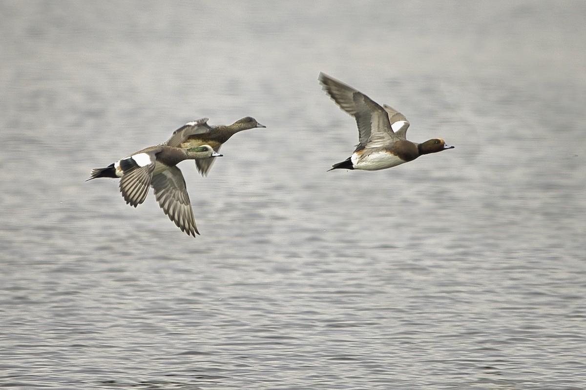 赤頸鴨 - ML644389344
