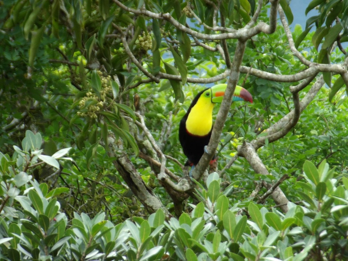 Радужный тукан - ML644389348