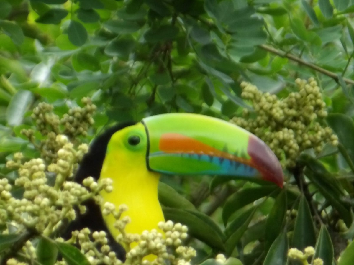 Радужный тукан - ML644389349