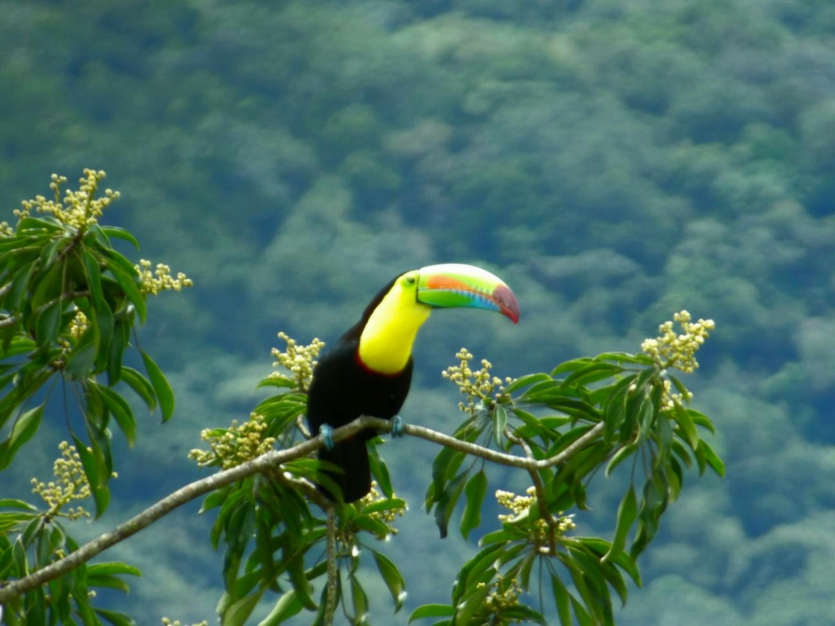 Радужный тукан - ML644389350