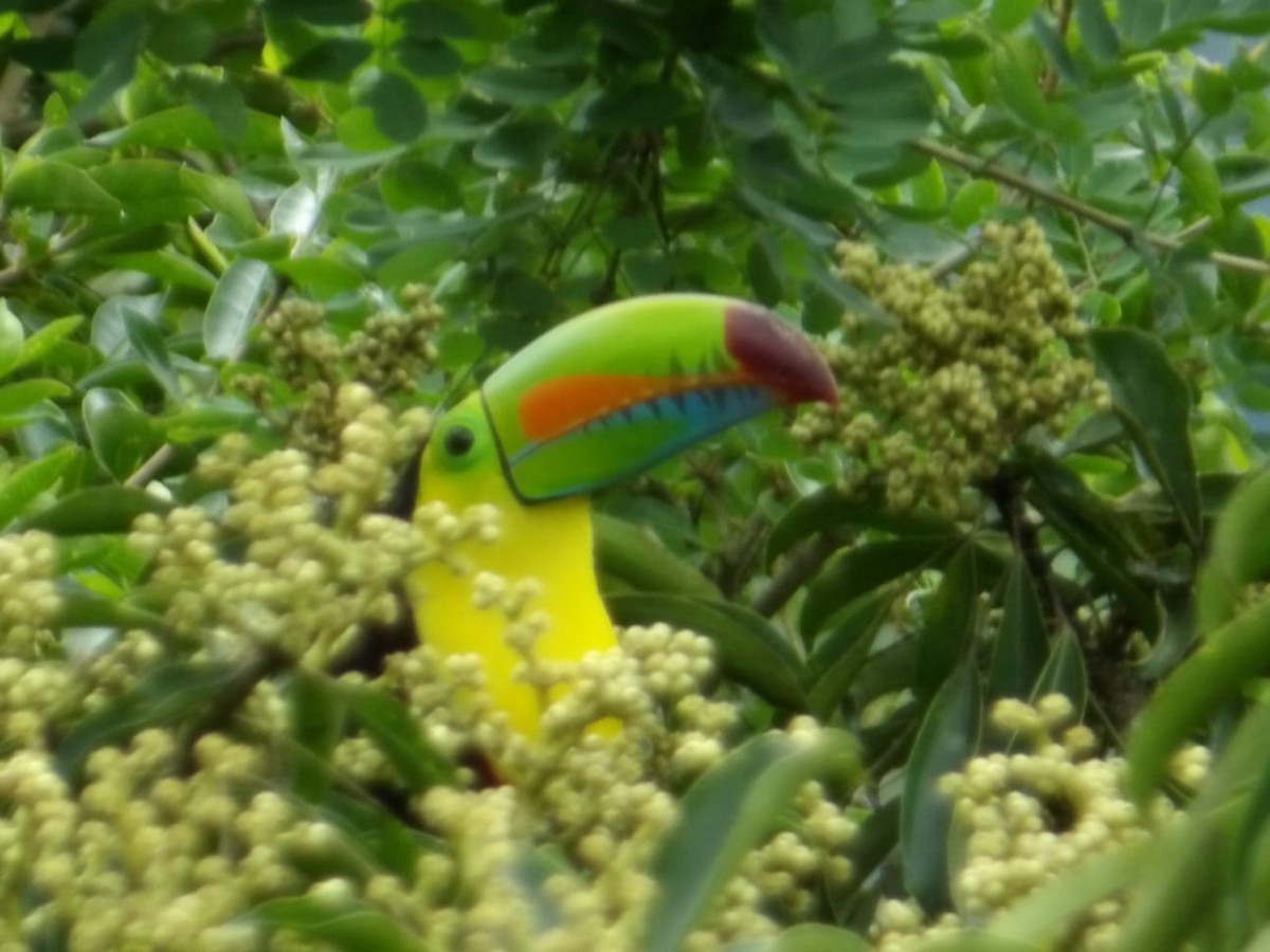 Радужный тукан - ML644389351