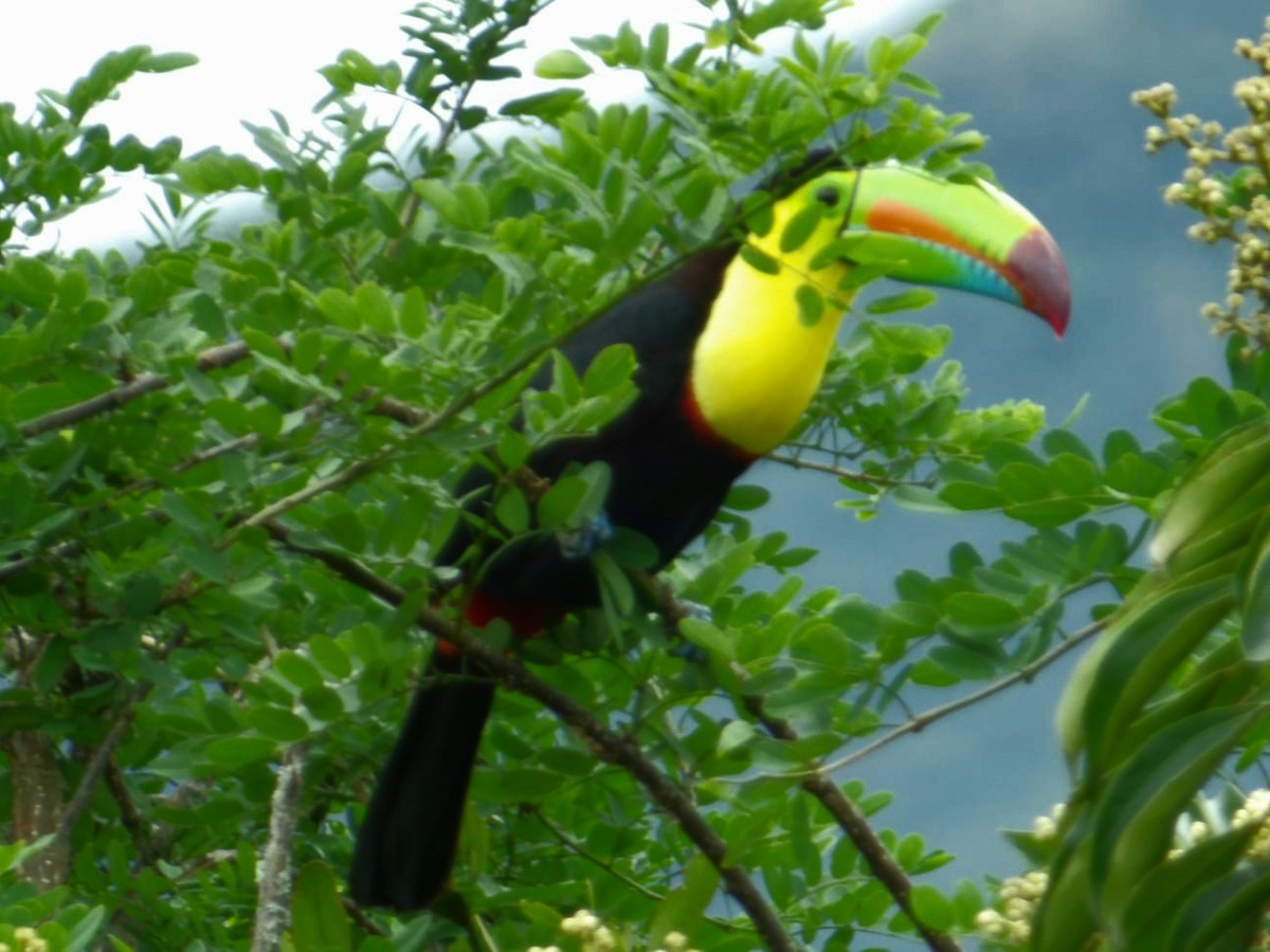 Радужный тукан - ML644389352